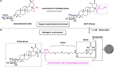 Targets Fishing and Identification of Calenduloside E as Hsp90AB1: Design, Synthesis, and Evaluation of Clickable Activity-Based Probe